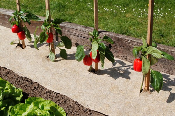 2017017_2-1731574175