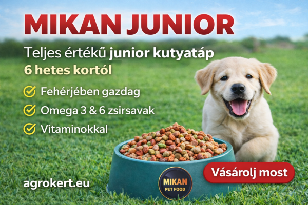 mikan-junior-1773652352